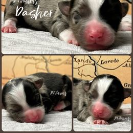 (1) Dasher, BMM - Blue merle male Miniature American Shepherd puppy in Huntington, Texas from JKKJ Farms