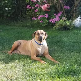 Rhodesian Ridgeback Puppies from Willowist Rhodesian Ridgebacks