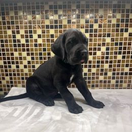 Hunter green collar - Black male Great Dane puppy in Ider, Alabama from Sand Mountain Danes LLC