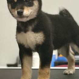 Tux - Black and tan male Shiba Inu puppy in Cincinnati, Ohio from Timberwood Paws