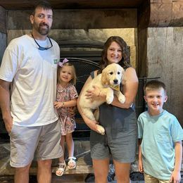 Daisy - Light golden female Golden Retriever puppy in Seagrove, North Carolina from Willow Oak Farm Golden Retrievers
