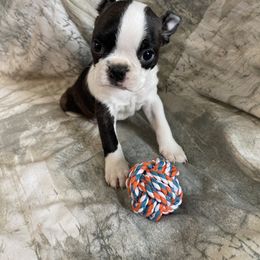 Marshall - Black brindle and white male Boston Terrier puppy in Lake City, Florida from RuckerRun Boston Terriers