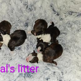 Boston Terrier Puppies from Tellier's AKC Boston Terriers Missouri
