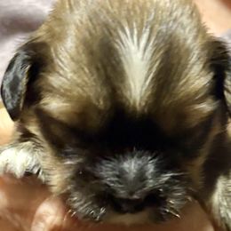 Fletcher - Brindle male Lhasa Apso puppy in Fort Worth, Texas from Cynthia's Lhasa Apsos