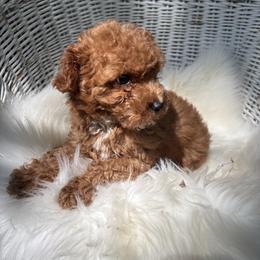 Pekingese, Poodle, and Shih Tzu Puppies from Happy puppies