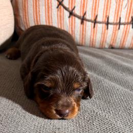 Girl 1 - April - Chocolate and cream female Dachshund puppy in Dorchester, Texas from Texas Mini Dachs