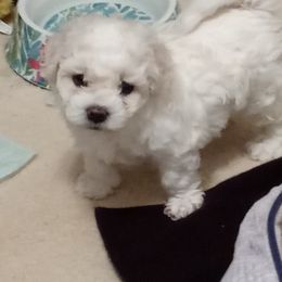 Bichon Frise Puppies from JMs Bichons