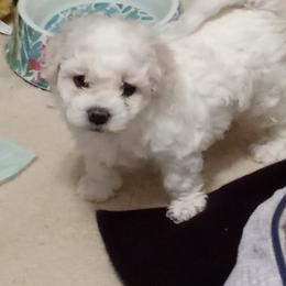 Bichon Frise Puppies from JMs Bichons