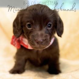 Dachshund Puppies from B+B Miniature Dachshunds