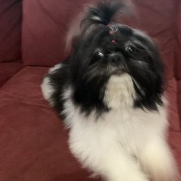 Ivy - Shih Tzu