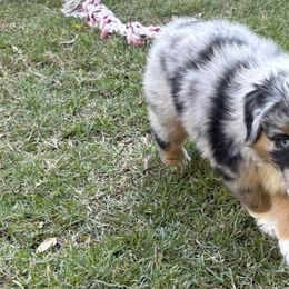 Miniature Australian Shepherd Puppies from Austin Aussies by Jody