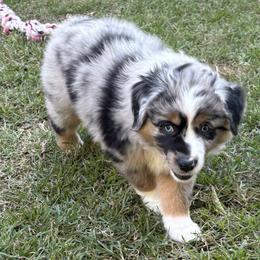 Miniature Australian Shepherd Puppies from Austin Aussies by Jody