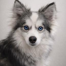 Xena - Pomsky