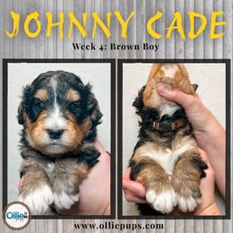 Johnny Cade - Tri-color male Bernedoodle puppy in Boiling Springs, South Carolina from OlliePups, LLC