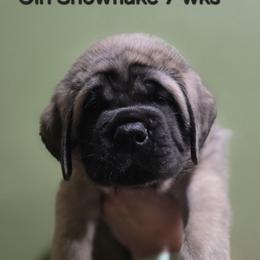 Girl 4 - Fawn female Mastiff puppy in Lake Villa, Illinois from Kharisma Mastiffs