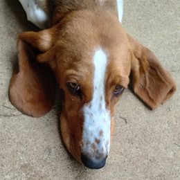 Pearl - Basset Hound