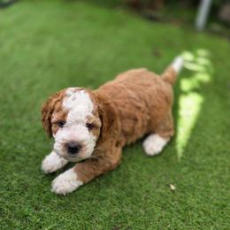 Sunny - Yellow and white male Bernedoodle puppy in Mc Gaheysville, Virginia from Doting Doodles