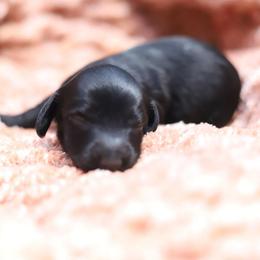 Ivory - Black female Dachshund puppy in Eaton, Ohio from Miniature Alphas Dachshunds