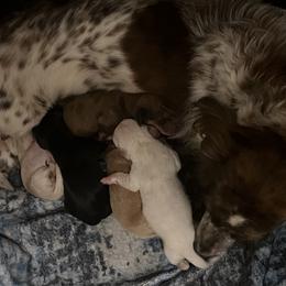 Dachshund Puppies from Witchy Woman’s Wiener’s