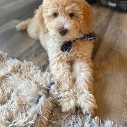 Bernedoodle and Goldendoodle All Grown Up from Brown’s Golden Paws