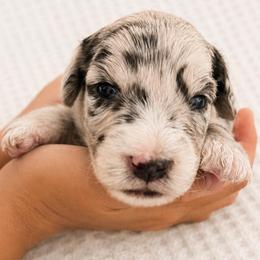 Maple - Blue merle female Aussiedoodle puppy in Seguin, Texas from Navarro Royal Pups