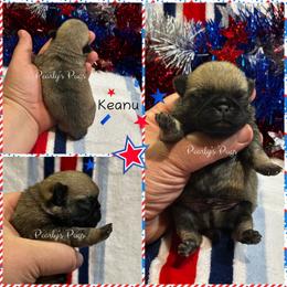 Keanu - Fawn male Pug puppy in Summerville, Georgia from Pearly’s Pugs & Pollywog Poodles