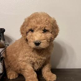 Goldendoodles from Heart & Paw Goldendoodle Co.