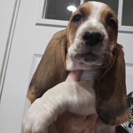 Yellow Collar Girl - Black brown and white female Basset Hound puppy in Richland Hills, Texas from The Basset Family