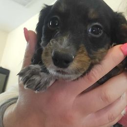Slinky - Piebald Dachshund puppy in Choctaw, Oklahoma from TS Performance Horses & Dachshunds