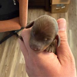 Petals - chocolate and tan female - Chocolate and tan female Dachshund puppy in Indian Trail, North Carolina from Hilda’s Teenie Weenies