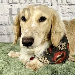 Dachshunds from The Weenie Hut