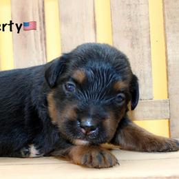 Liberty - Black tri male Miniature Australian Shepherd puppy in Foxworth, Mississippi from Ten Mile Aussies
