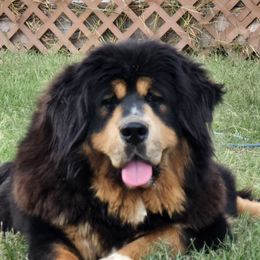 Drama - Tibetan Mastiff
