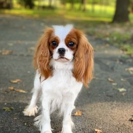 Kona - Cavalier King Charles Spaniel