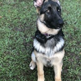 German Shepherd Puppies from Wolves Den Ranch