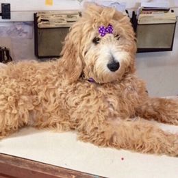 Luna - Goldendoodle