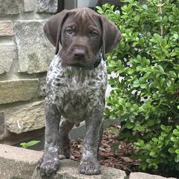 German Shorthaired Pointer Puppies from Tipsy Rabbit GSP TopDog Kennel