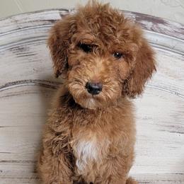 Maverick (Black Collar) - Red  male Goldendoodle puppy in Scurry, Texas from 07 Seven Oaks Goldens and Doodles
