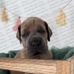 Henry - Fawn male Great Dane puppy in Granbury, Texas from Anderson Blau’s Great Danes