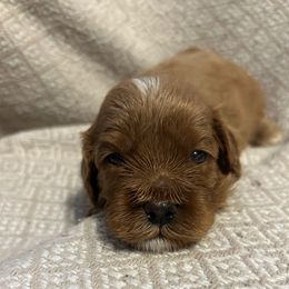 Boy 1 - Apricot male Cavapoo puppy in Milan, Illinois from Poppy Garden Doodles