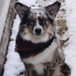 Aussiedoodles, Miniature Australian Shepherds, and Pembroke Welsh Corgis from The Hoppers Back 40