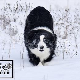 Miniature Australian Shepherd All Grown Up from Rustic Original Aussies
