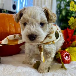 Cedar - Parti male Miniature Schnauzer puppy in Menifee, California from Moonshine’s Minis