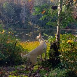 Carolina Dogs from Carolina Dogs Of The Forgotten Coast