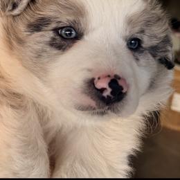 AKC CHAMPION BLOODLINE-  FLURRY - Sable merle male Border Collie puppy in Conroe, Texas from Aloha Border Collies- AKC Champion Bloodline