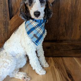 Dash - Bernedoodle