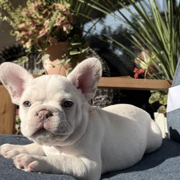 French Bulldog Puppies from DaSilvas Estrella AKC