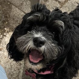 Willow - Cockapoo