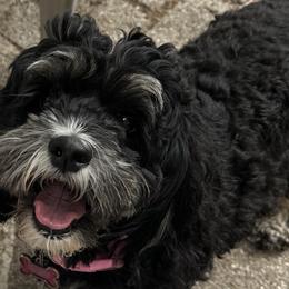 Willow - Cockapoo