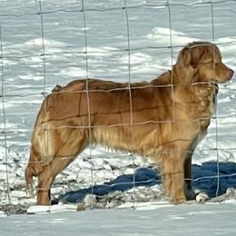 Val - Nova Scotia Duck Tolling Retriever